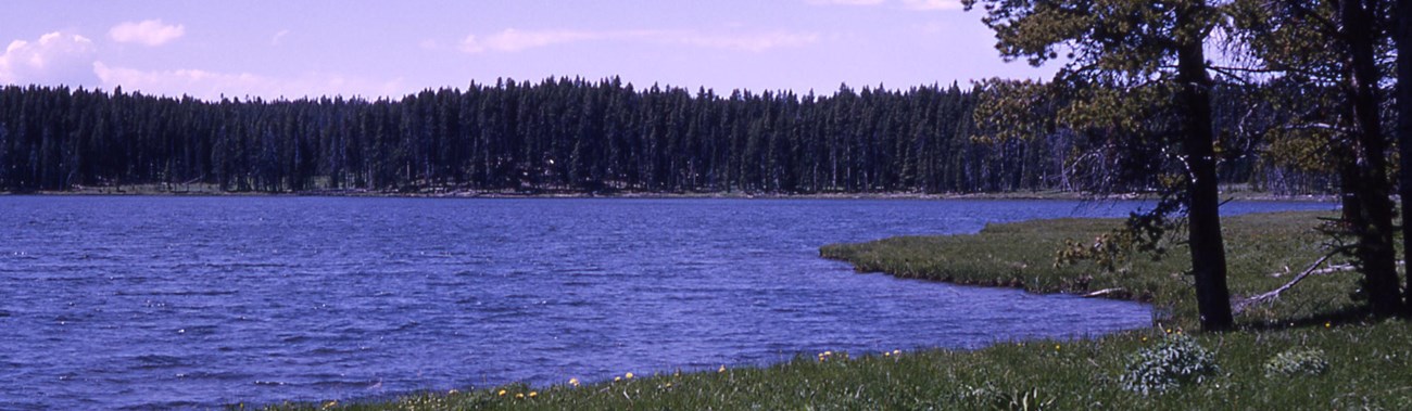 Grassy shore in front of a blue lake, with conifer trees in the distance.