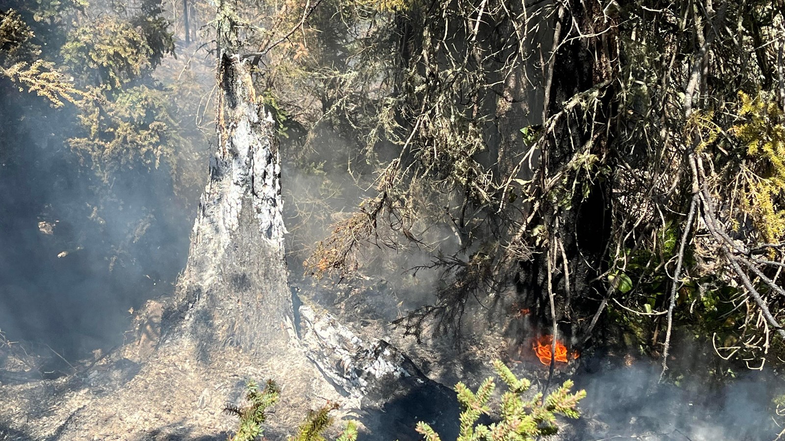 Small flames flare up at the base of a tree. Smoke surrounds a burnt tree snag.