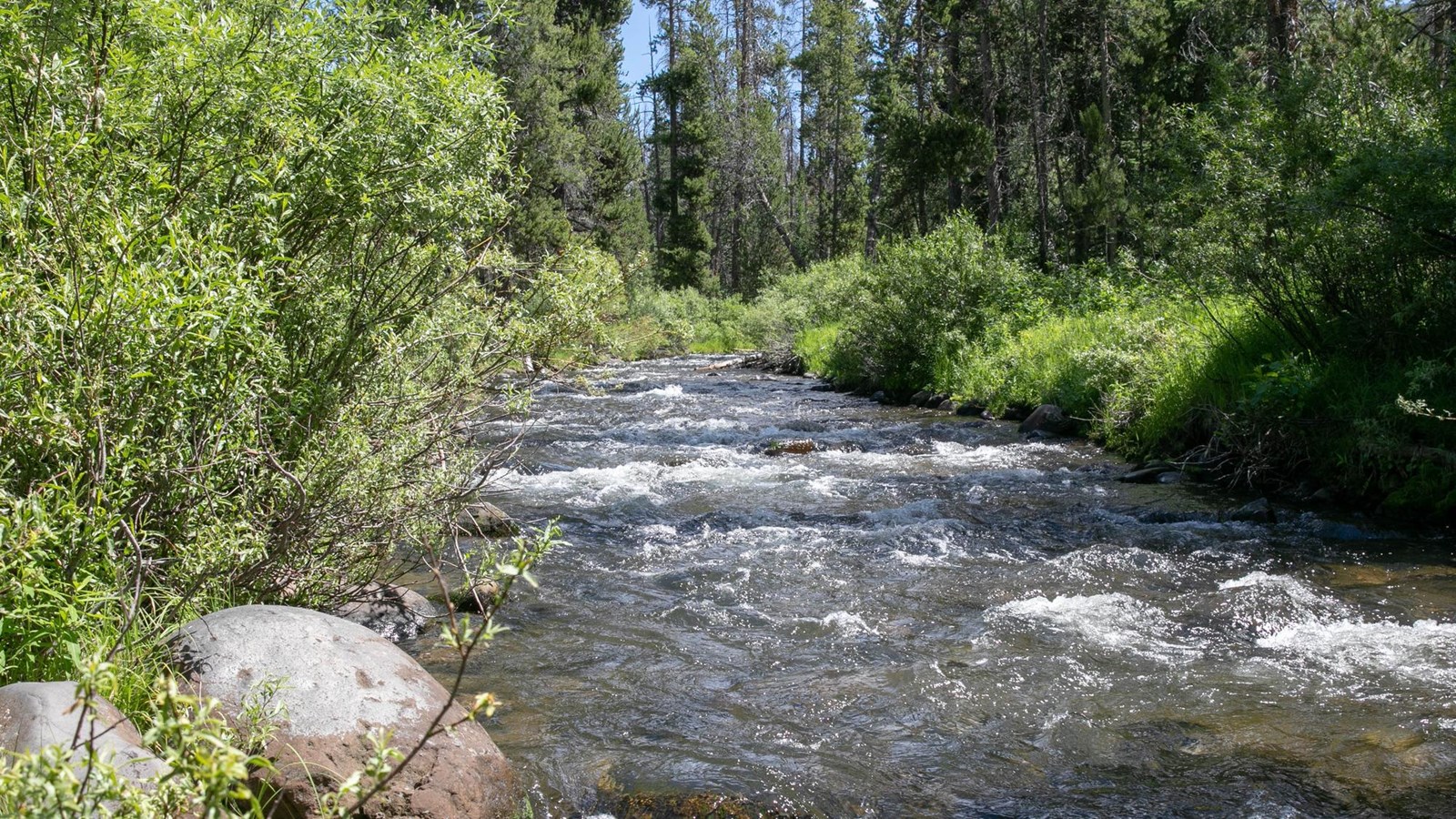 A creek runs through a forest with willows lining the banks.