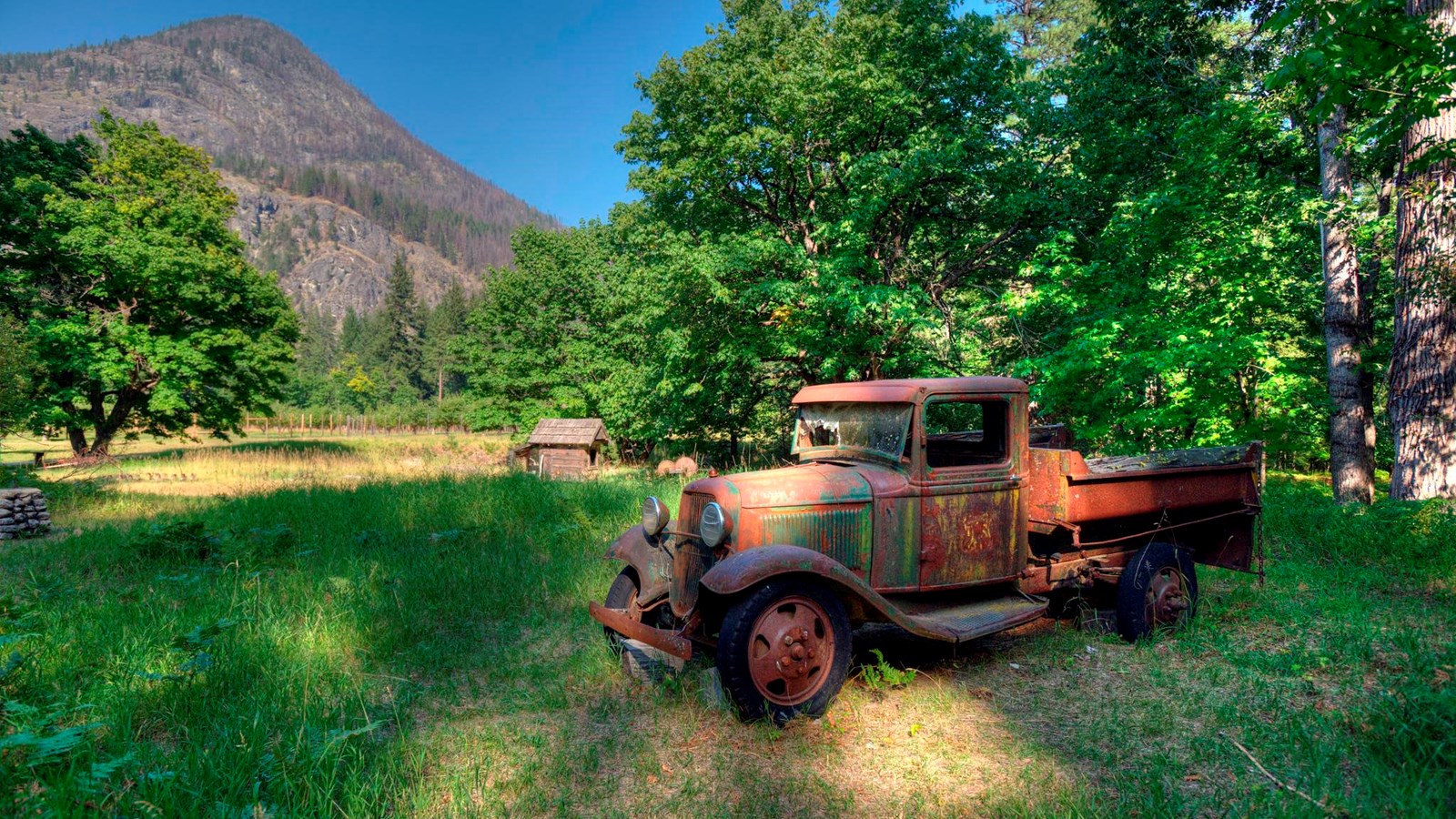 A rusted pickup truck from the 1940s sits in a field and open forest