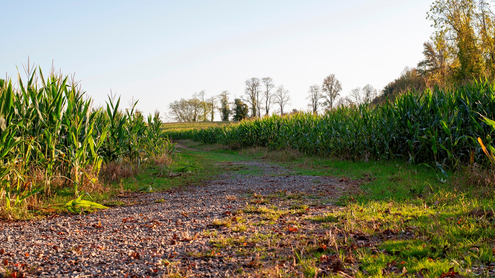 Corn stalks surrounding a gravel path. 
