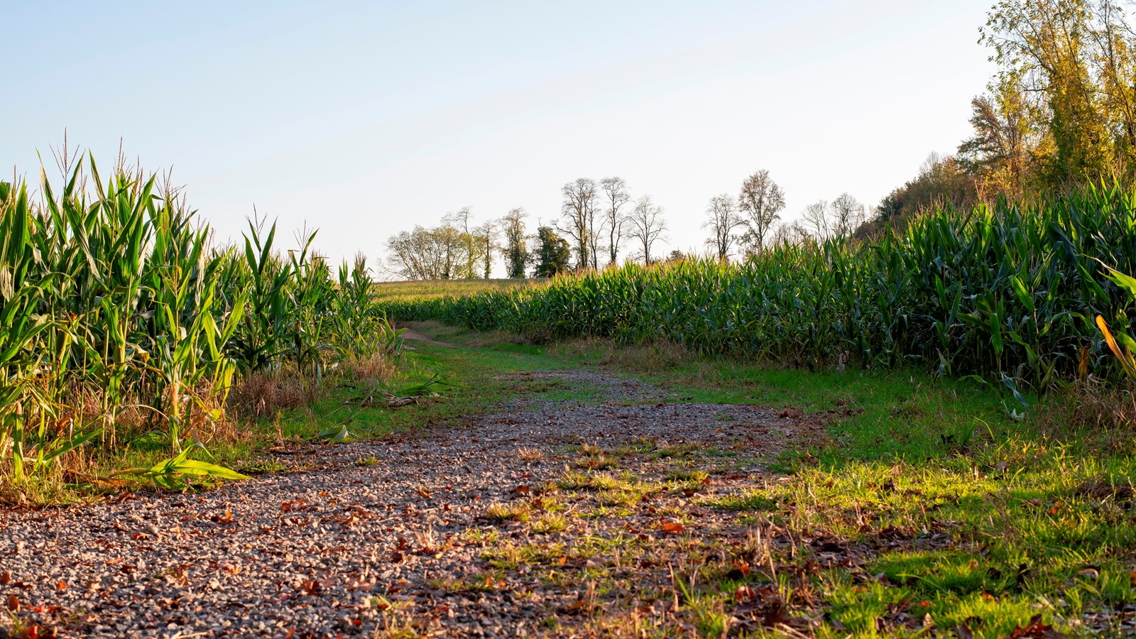 Corn stalks surrounding a gravel path.