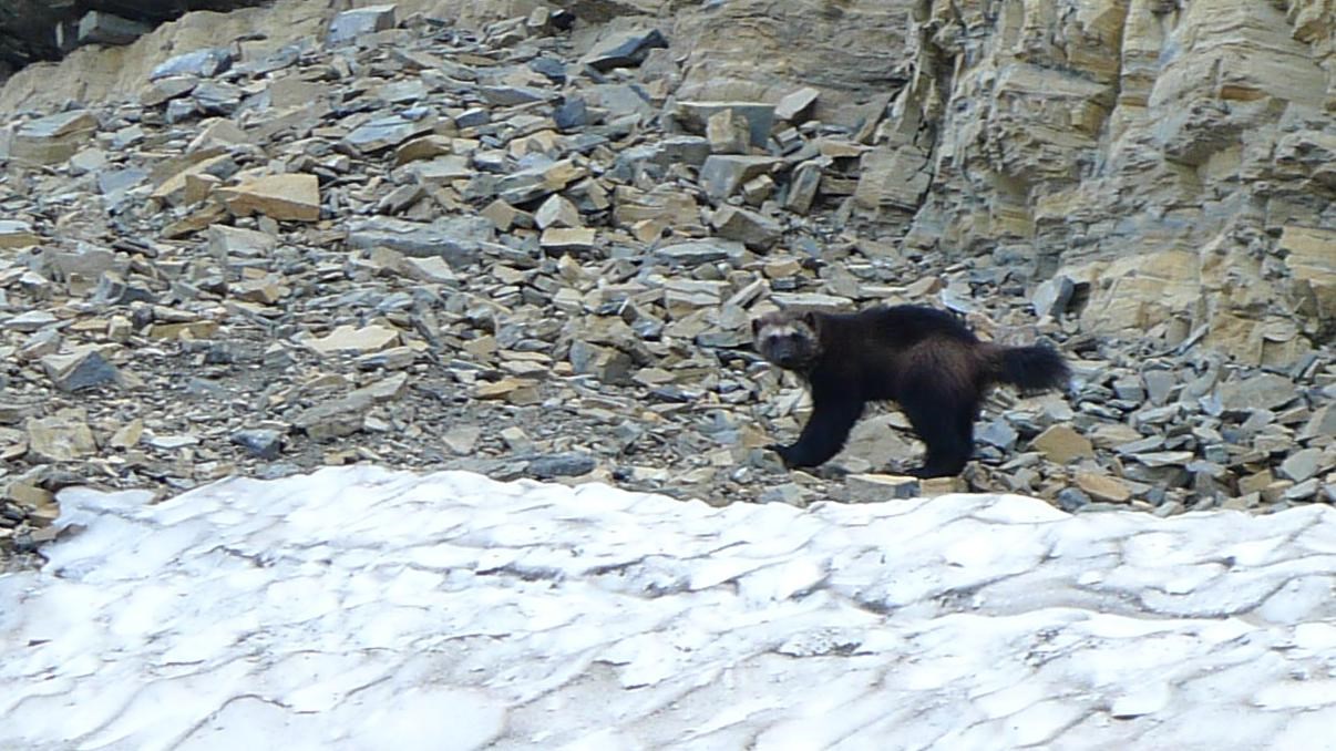 A wolverine crosses a rocky slope behind a large patch of snow.