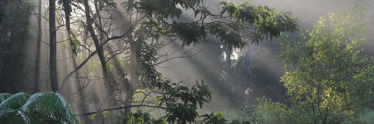 Rays of sunlight through trees