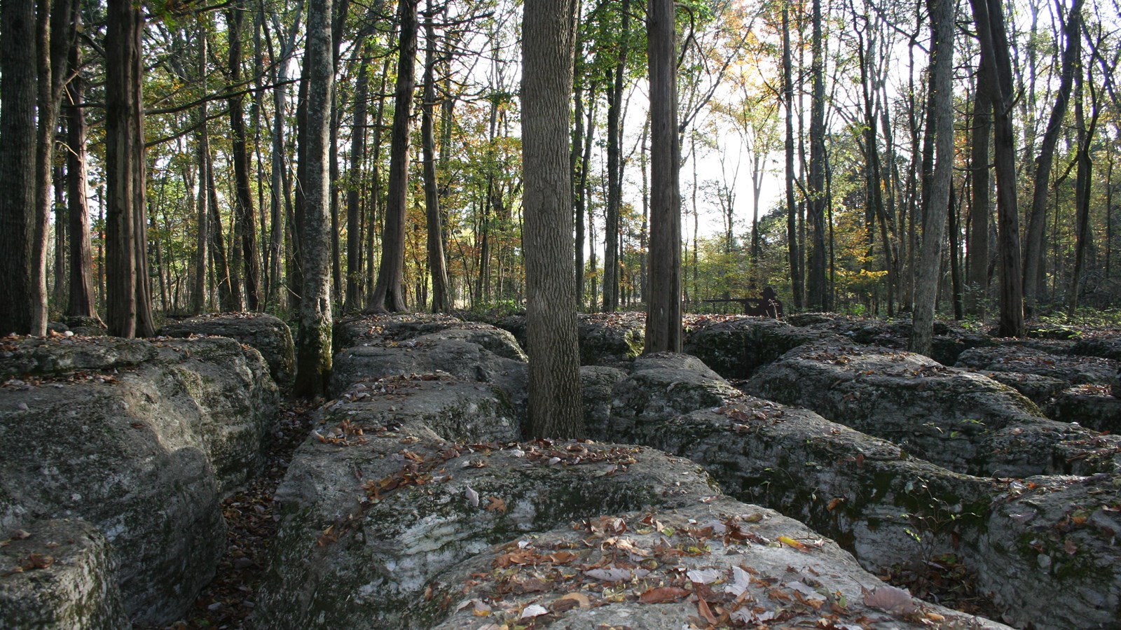 Limestone outcroppings in the midst of trees