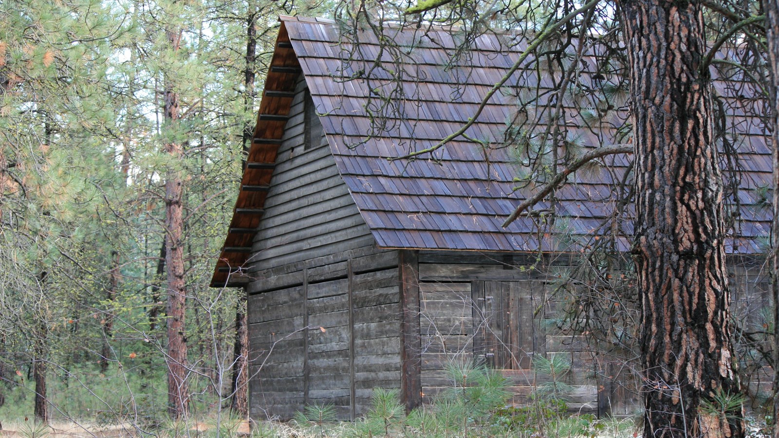 The back side of St. Paul\'s Mission through the pine trees.