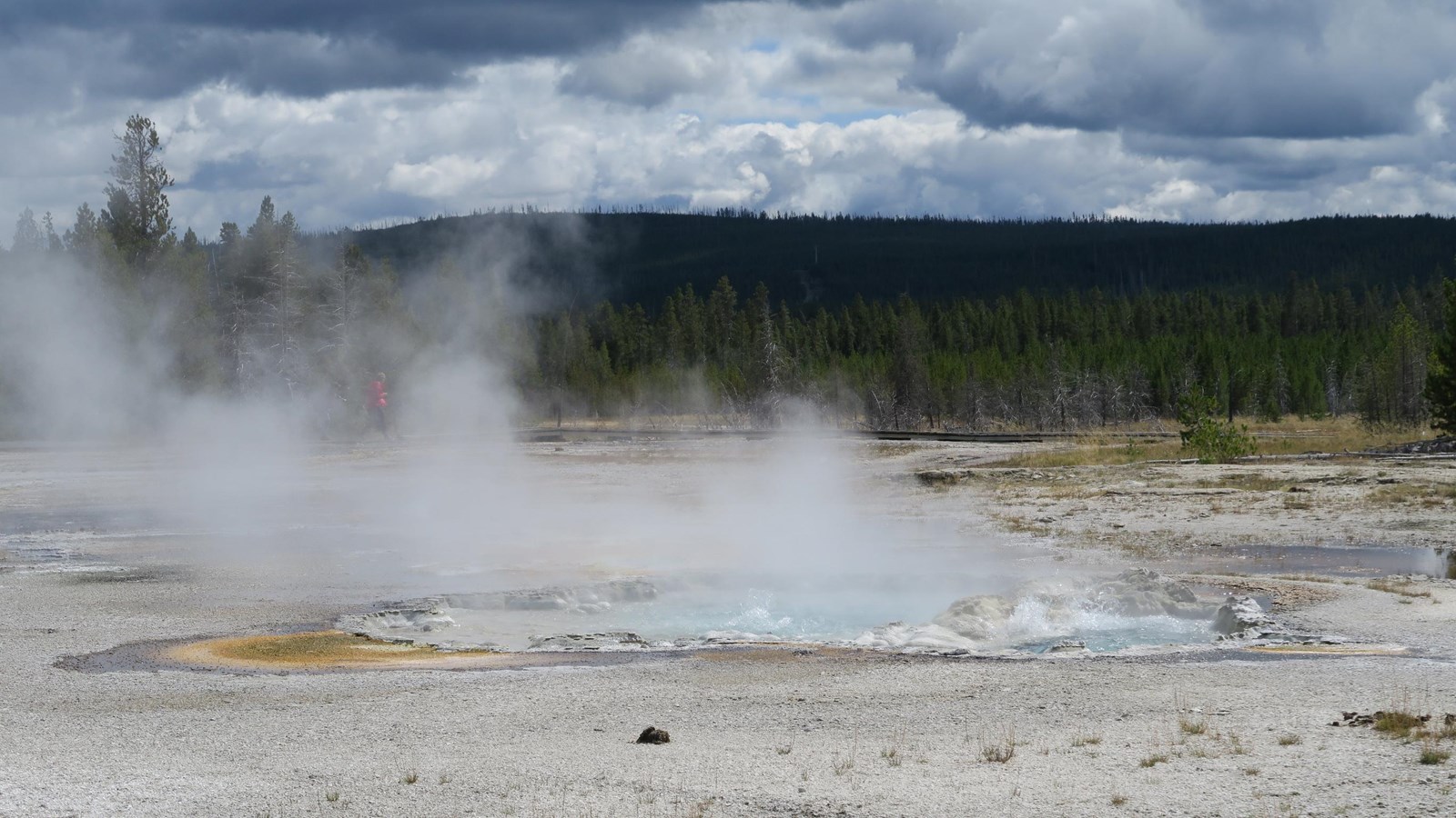 Steam rises from a hot spring in a geyser basin with a dense forest in the background.