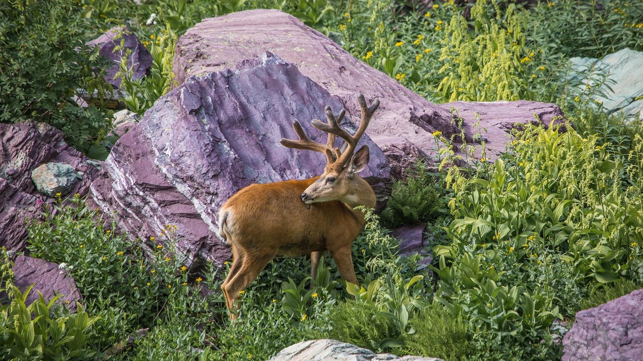 A mule deer buck reaches back among grass and boulders.