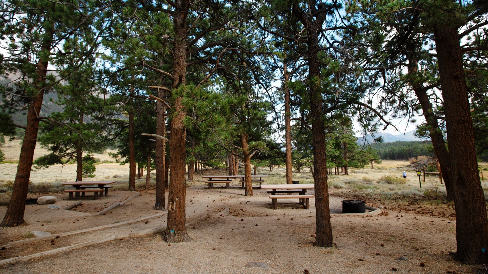 picnic tables under trees