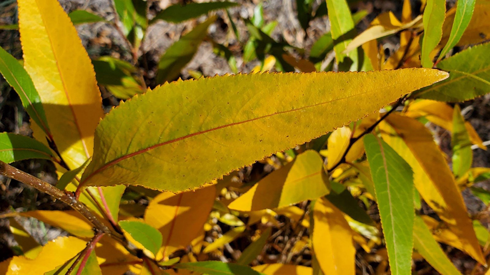 Thin, narrow gold and brown leaves, with strings of catkins.