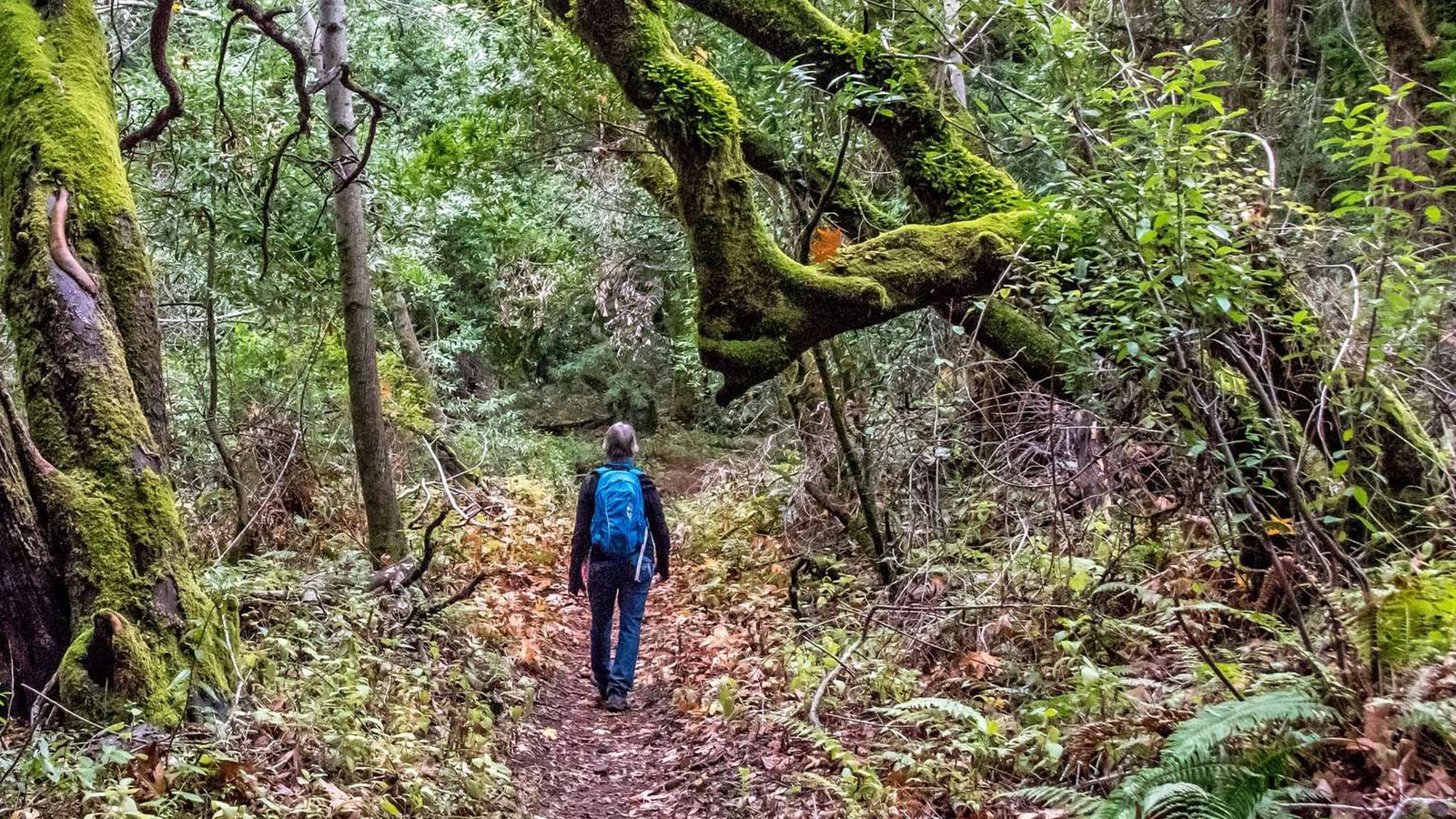 A lone hiker walks beneath a moss covered tree branch crossing overhead along the trail.
