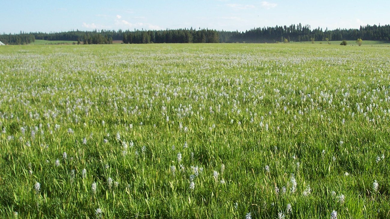 Camas Flowers on Weippe Prarie