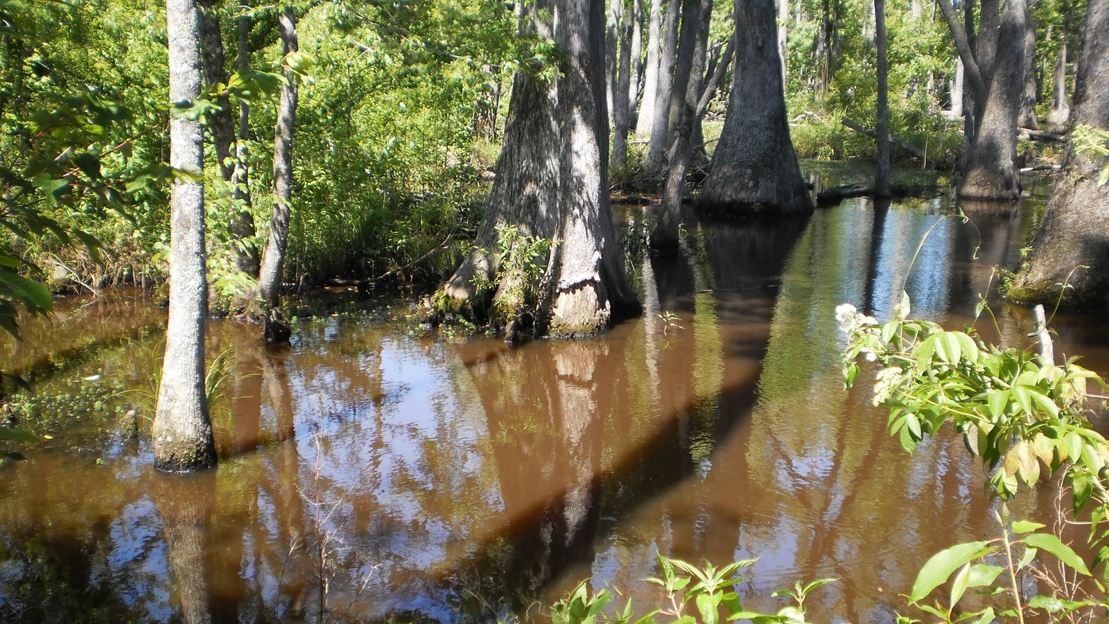 Brown water with thick cypress trees. The sky is reflected in the water. 