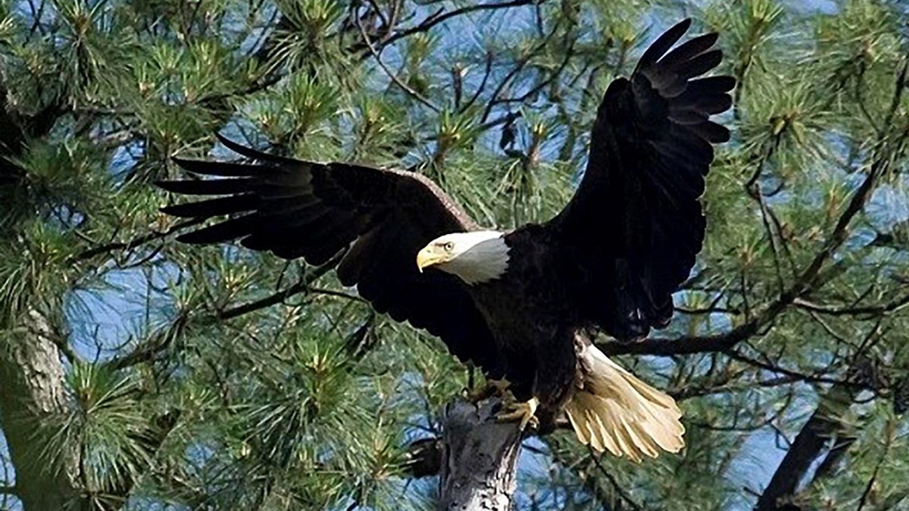 Bald Eagle