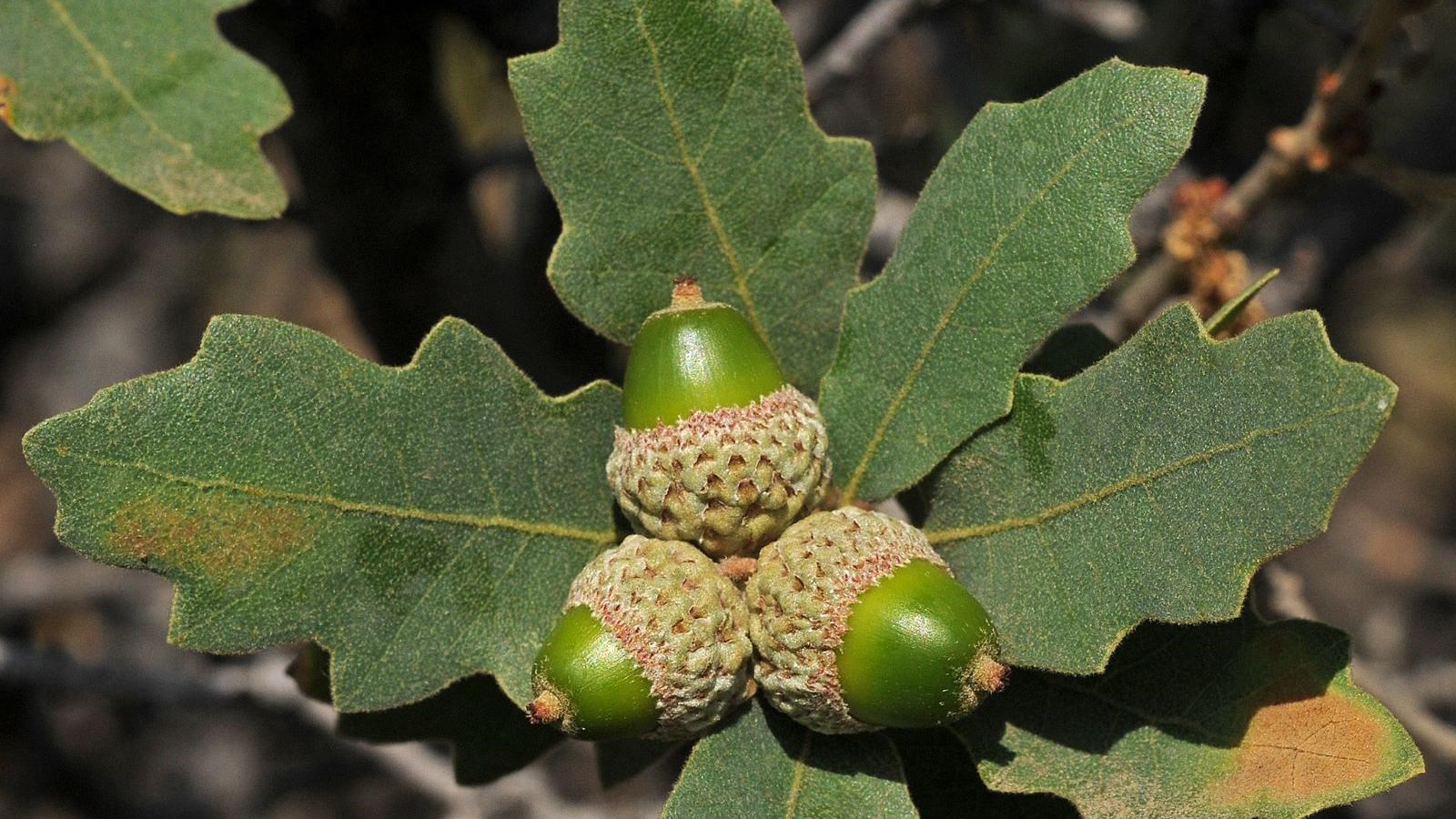 Three green acorns with small brown caps sit in the center of narrow green oak leaves.