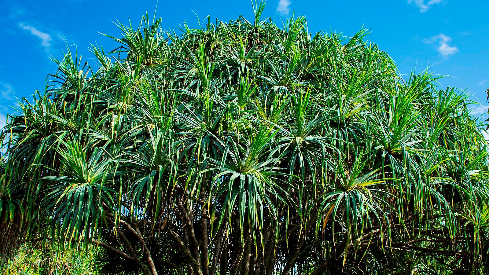 large tree with broad top and green long leaves