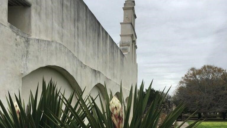 Yucca plant with white bloom in front of the plastered San Juan Church.