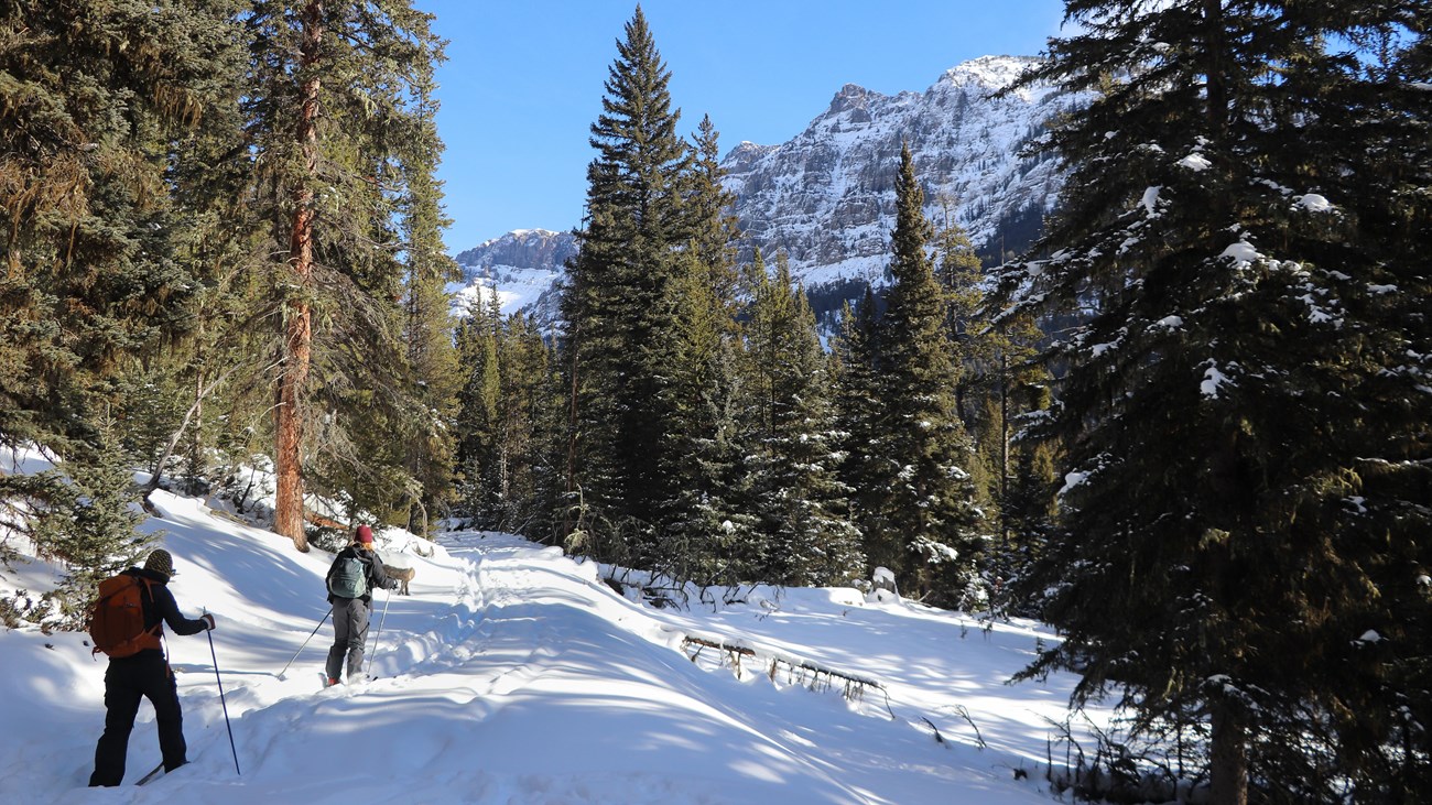 Skiers travel along a trail through a forest with mountain peaks rising above the trees.