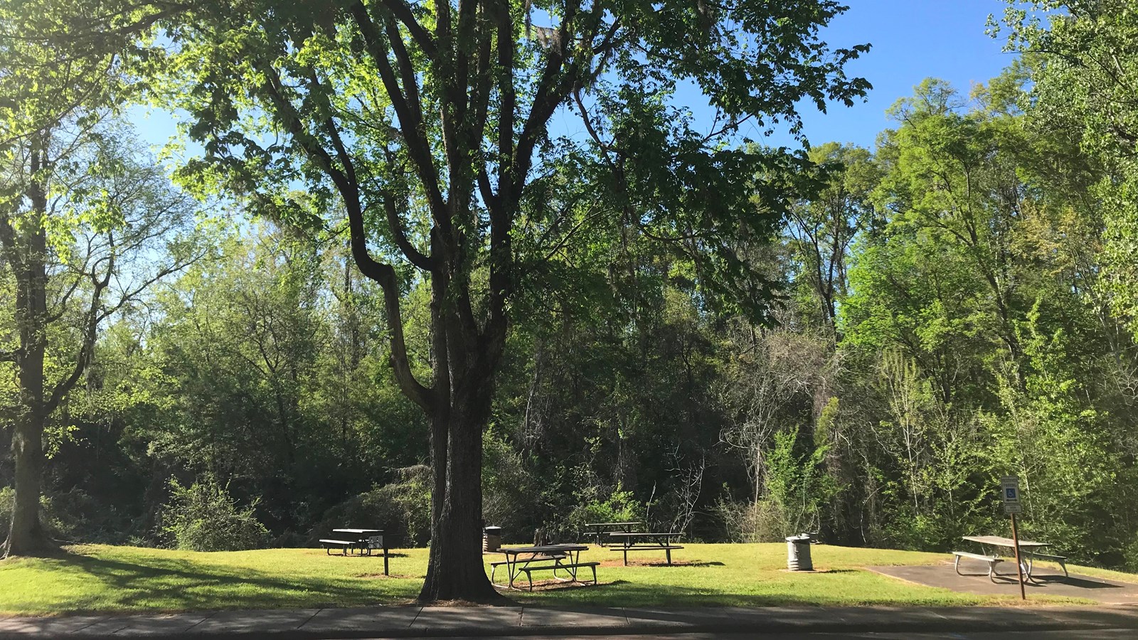 A grassy area with 5 spaced picnic tables surrounded by tall trees.
