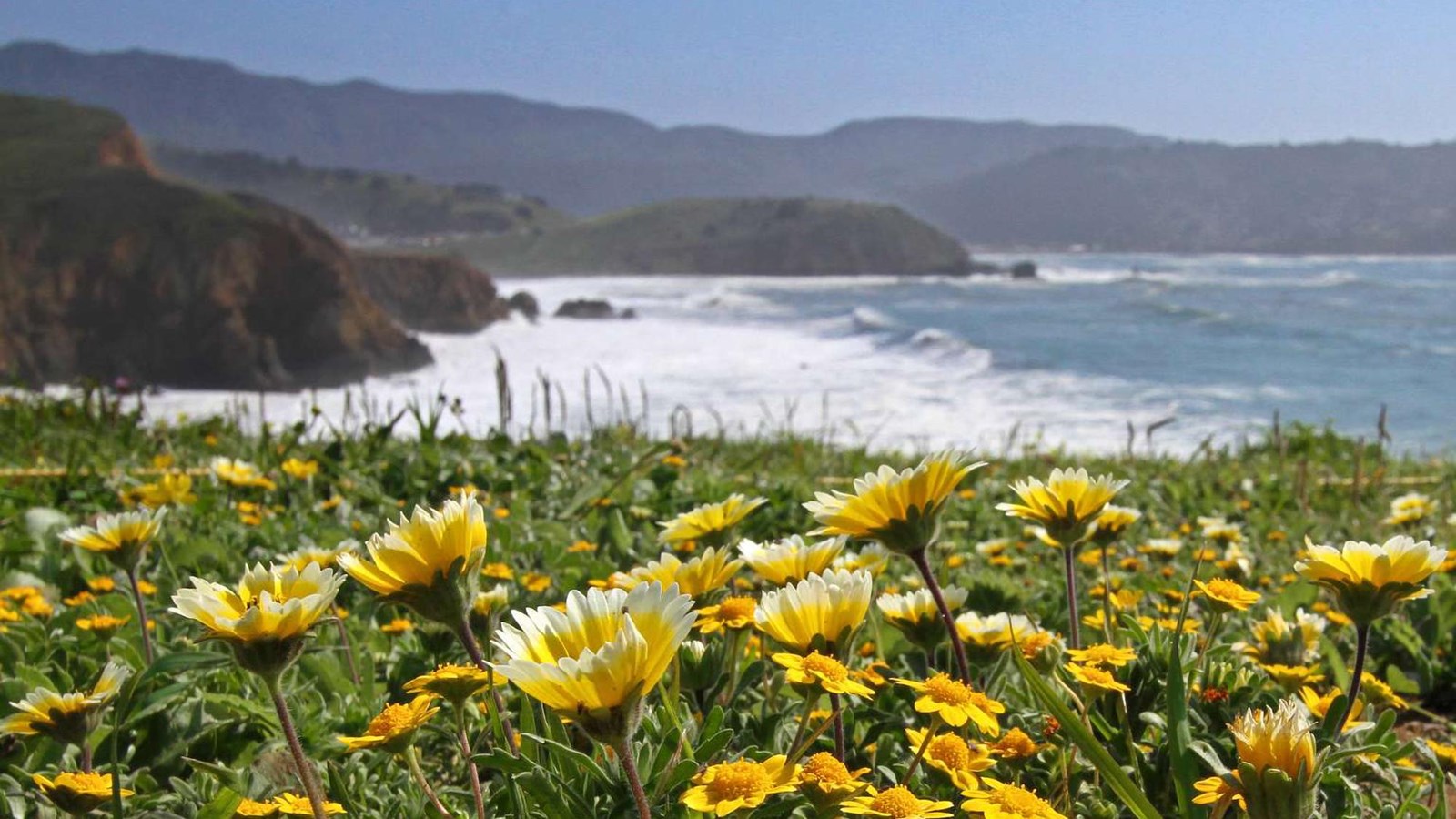  A grass level view of the cliffs along the Pacific covered in bright yellow and gold flowers.