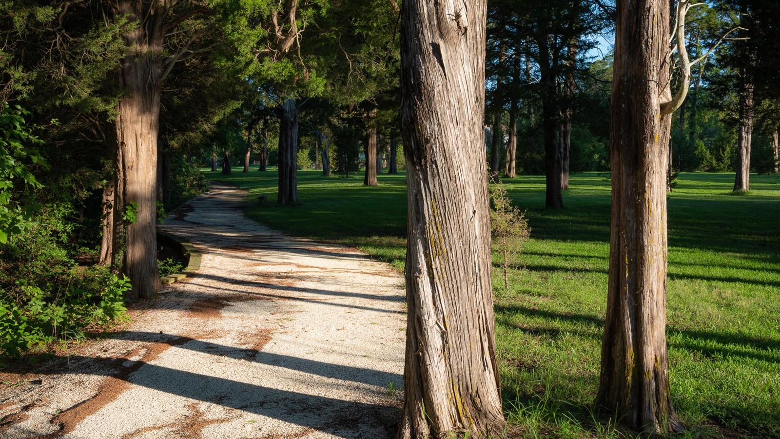 A couple trees sitting in a field next to a gravel path