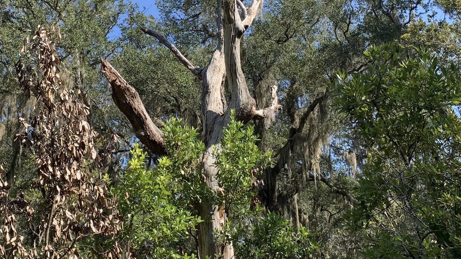 Bare branches of a dead tree stand in contrast to the green foliage around it