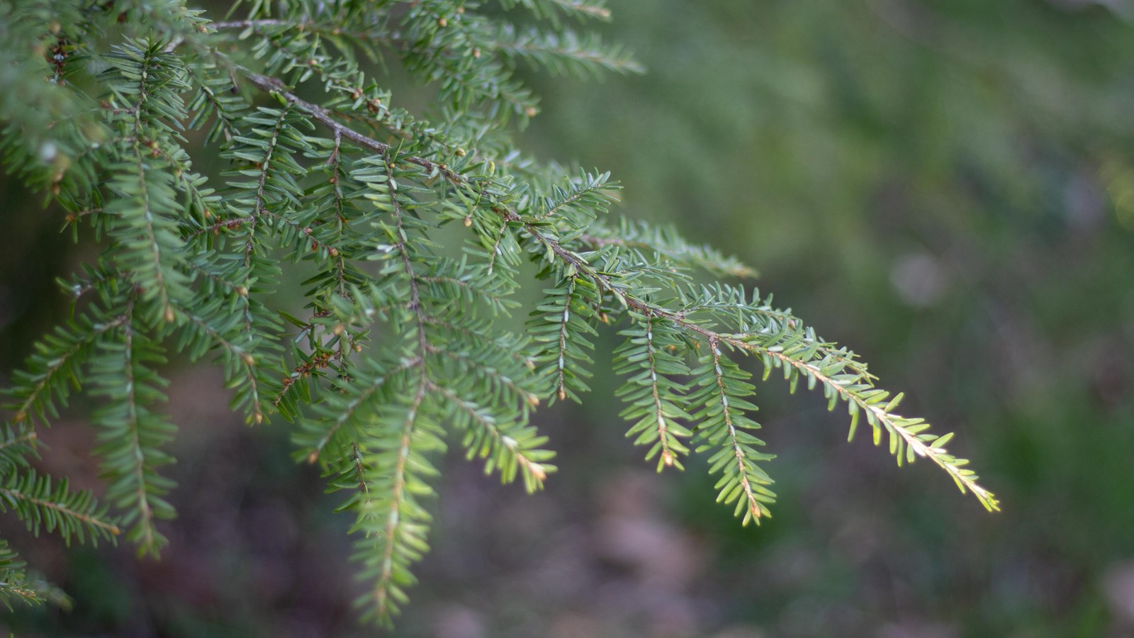 A branch with tiny green needles.