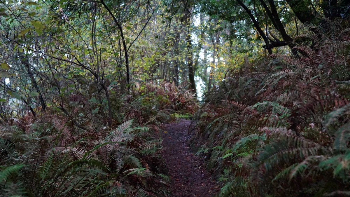 A dirt single track trail climbs up under a canopy of mixed evergreen forest.