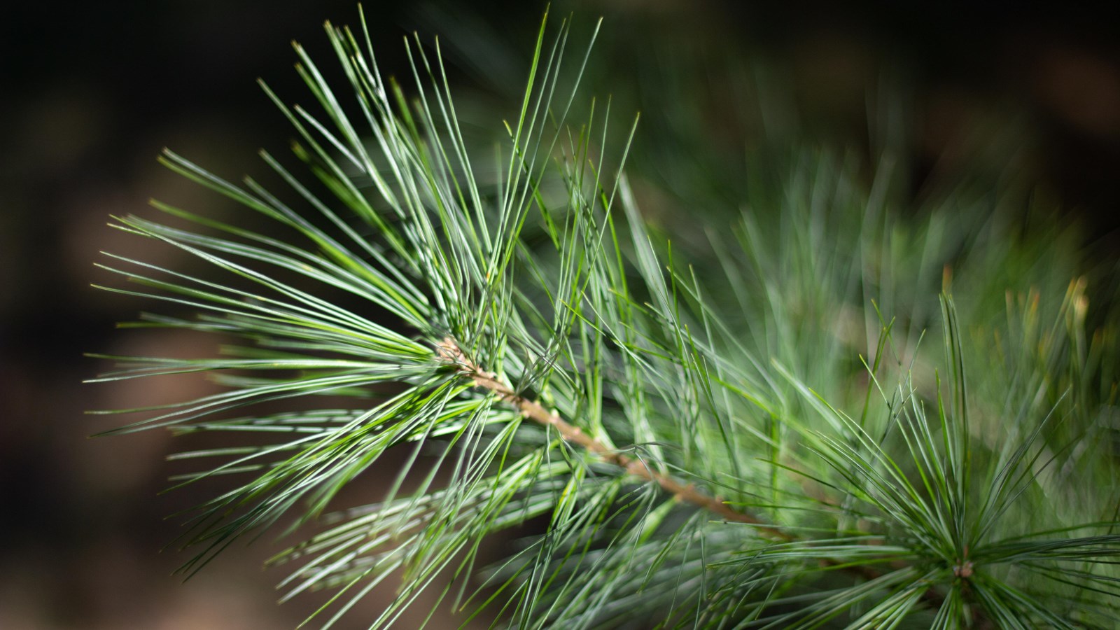 A branch with long thing needles.