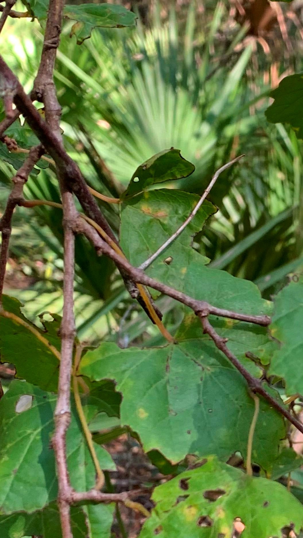 Toothed leaves on a vine hang down with a mixed forest of trees in the background