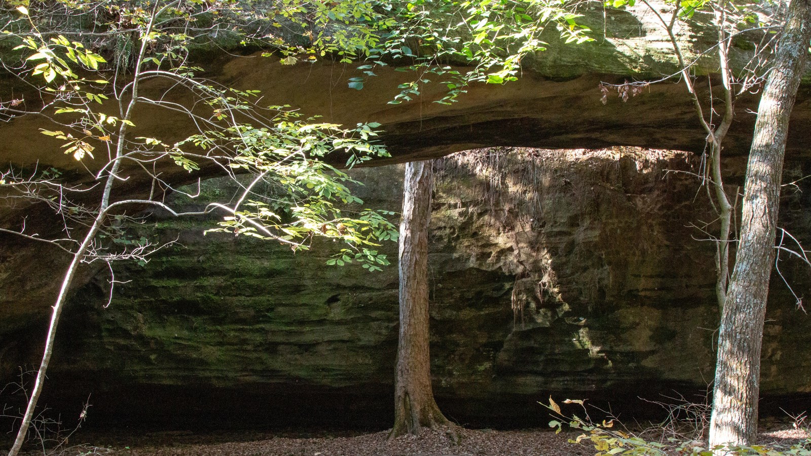 A tree grows up through a gap in a rock outcropping.