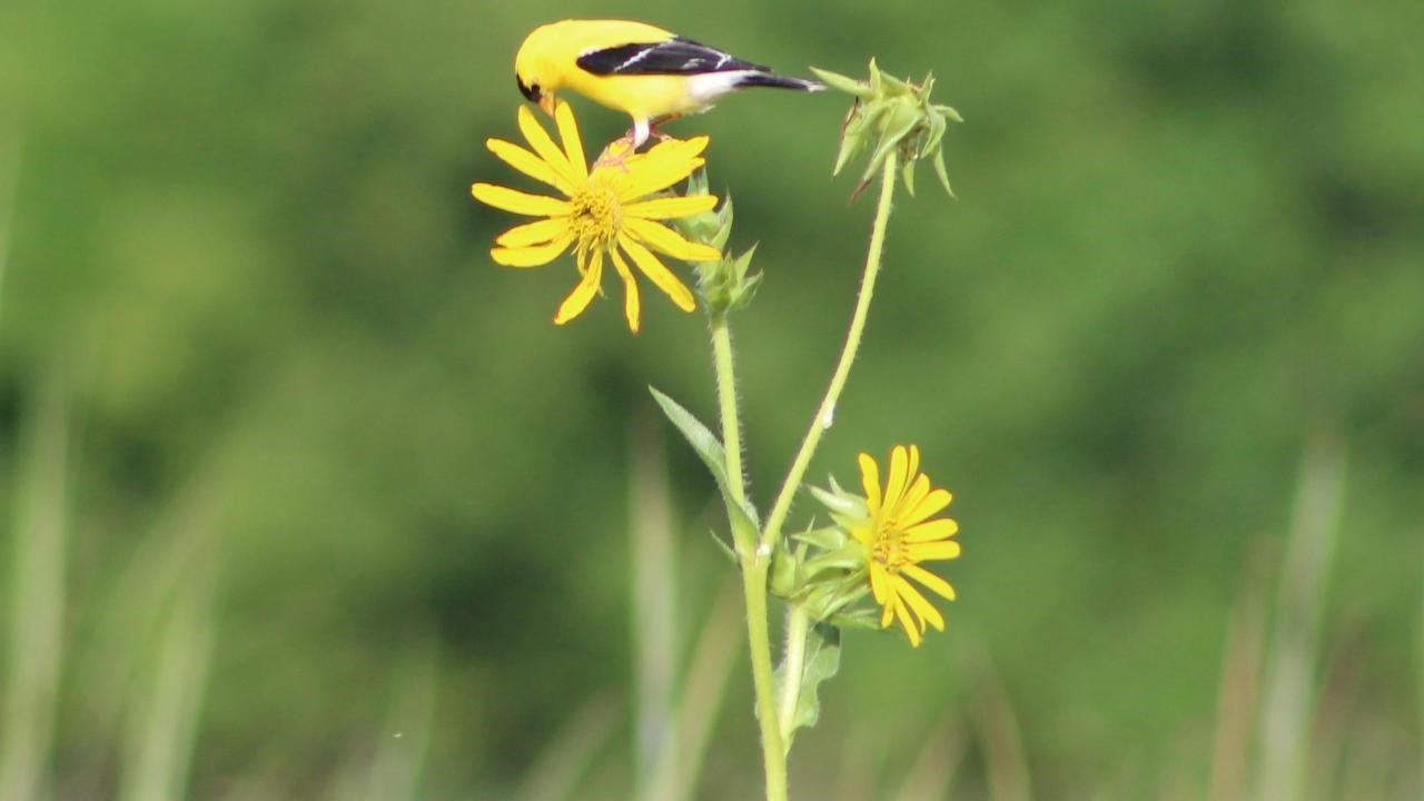 field in the park with yellow flowers and a beautiful yellow bird perching above eating.