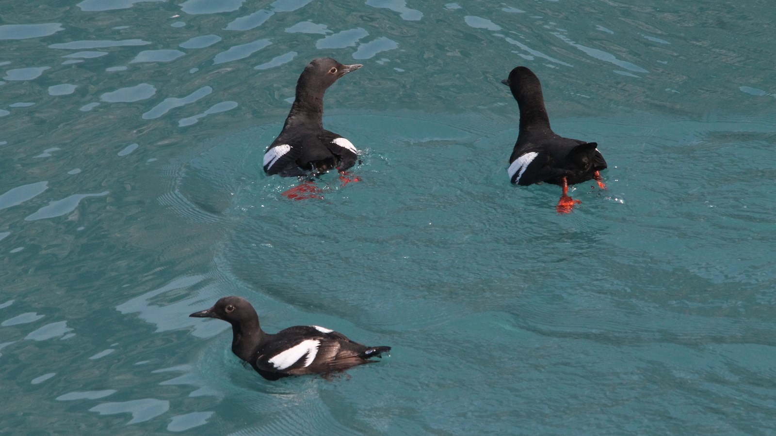 3 pigeon guillemots swimming in dark turquoise water.