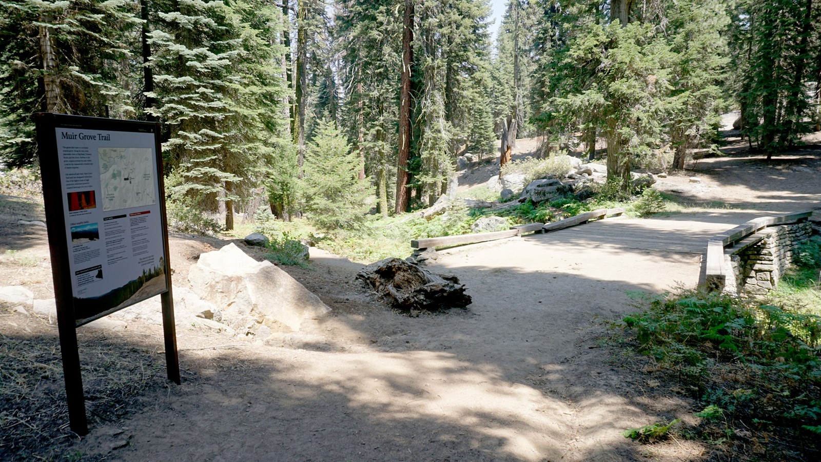 The Muir Grove Trailhead sign sits in the foreground of a dirt path with trees on each side.