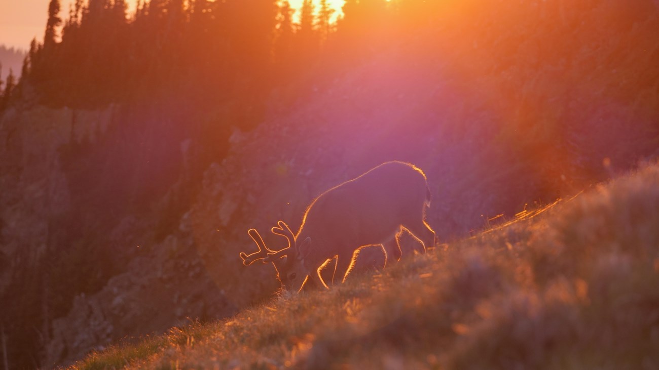 A deer with antlers in velvet grazes on a mountain hillside, backlit by sunset.