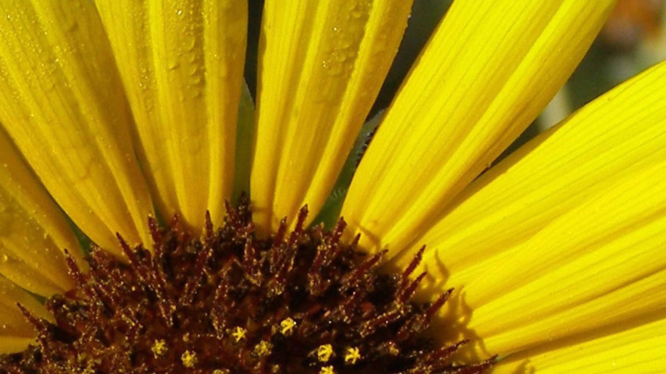 Close up image of a sunflower.