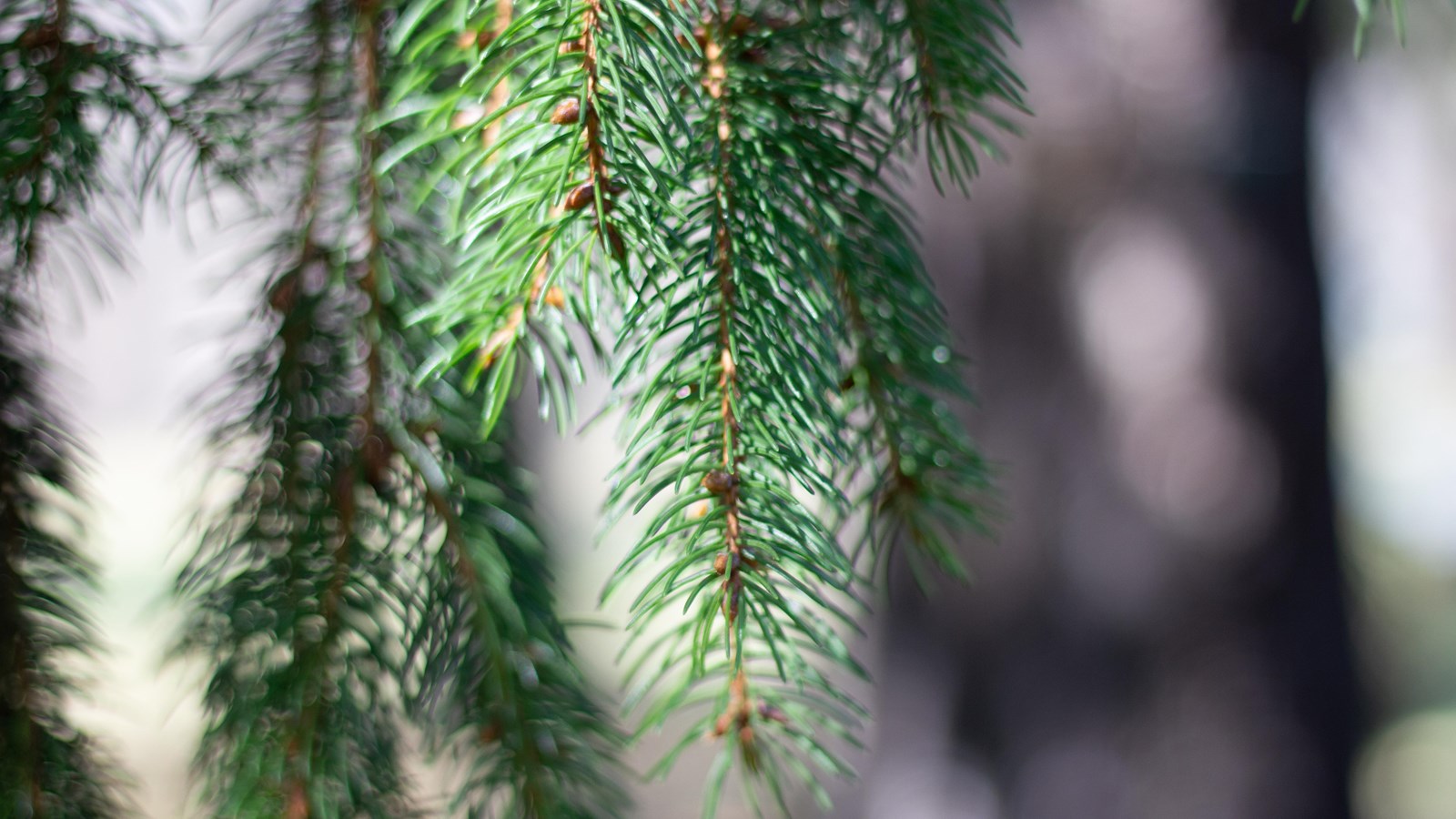 A branch with small thin needles.