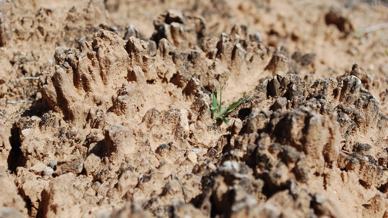zoomed in photo of brown and orange soils with microfungi and grasses