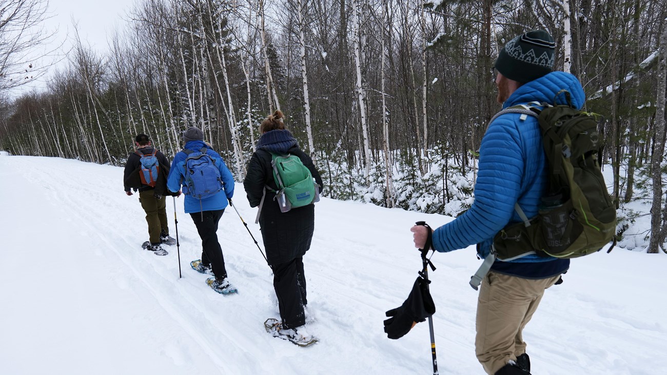 4 snowshoers in single file travel on a snowy trail in the woods.