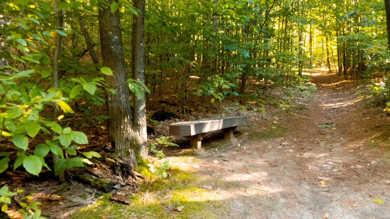 Wooden bench along side the wooded trail
