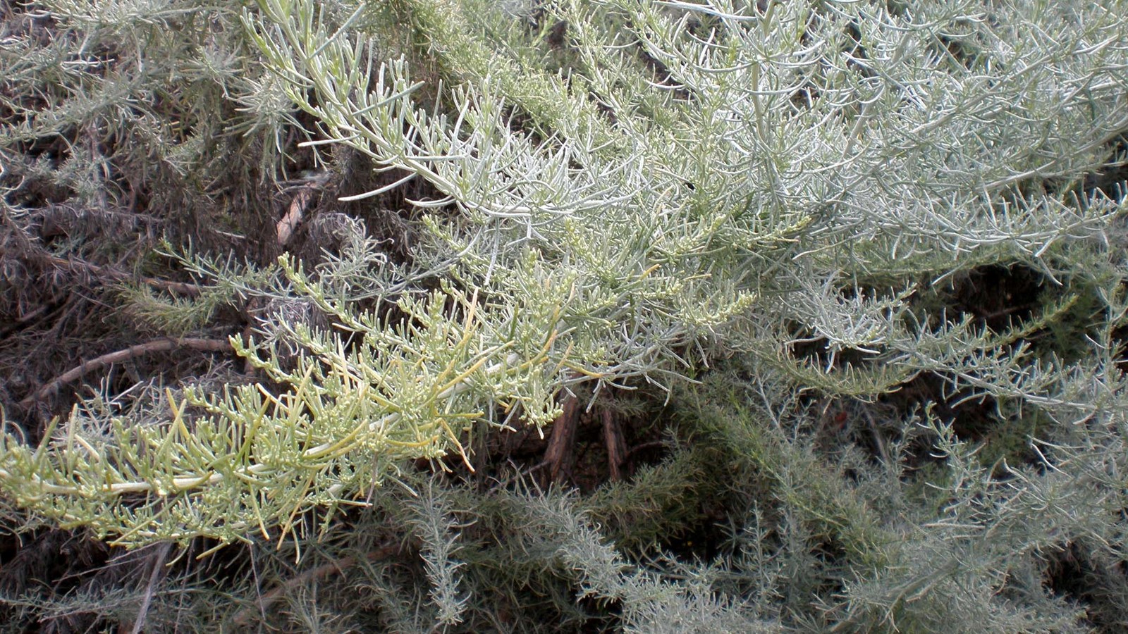 Greenish gray leaved plant with small narrow leaves.