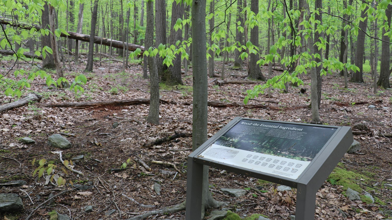 A wayside panel, standing in a forest, describing historic logging.