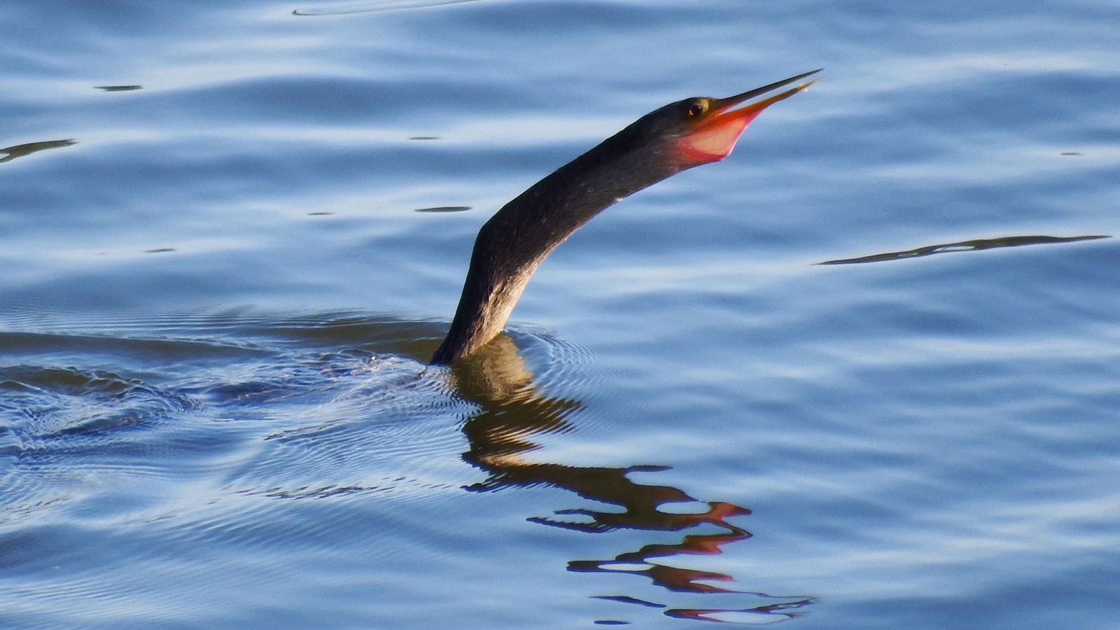 The head, pointy beak, red throat and snakelike neck of a black bird emerging from blue water. 