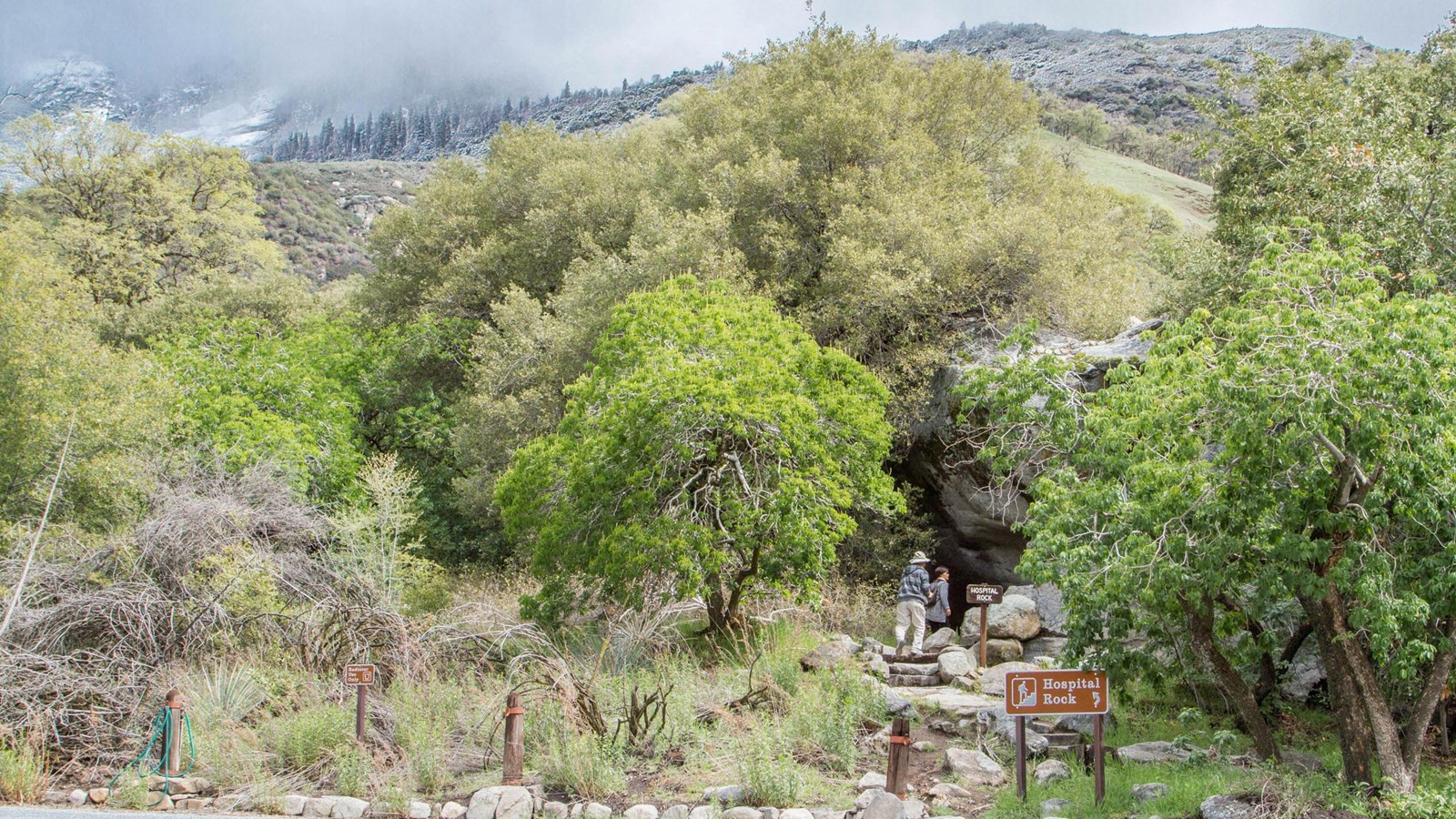 A rock with pictographs called Hospital Rock is found on an oak-covered path.