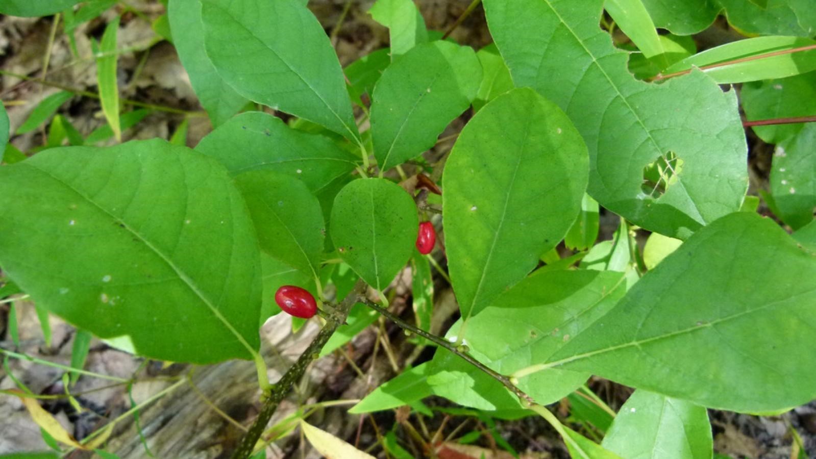 Broad green leaves surrounding a small, red, oval shaped berry.