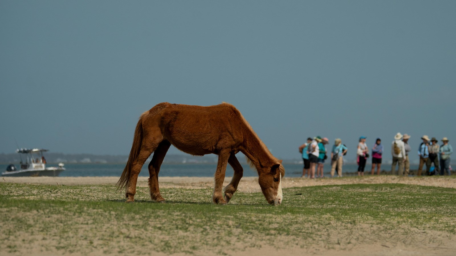A horse grazes on grass in the sand, with visitors and a boat in the background. 