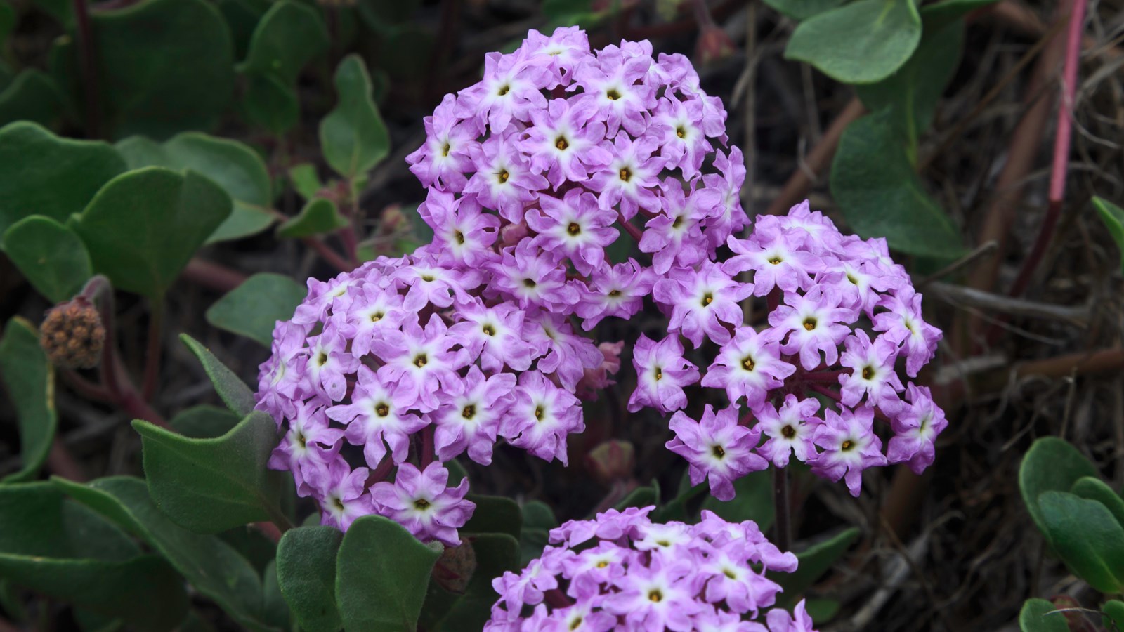 Green leaves with cluster of small purple and white flowers.