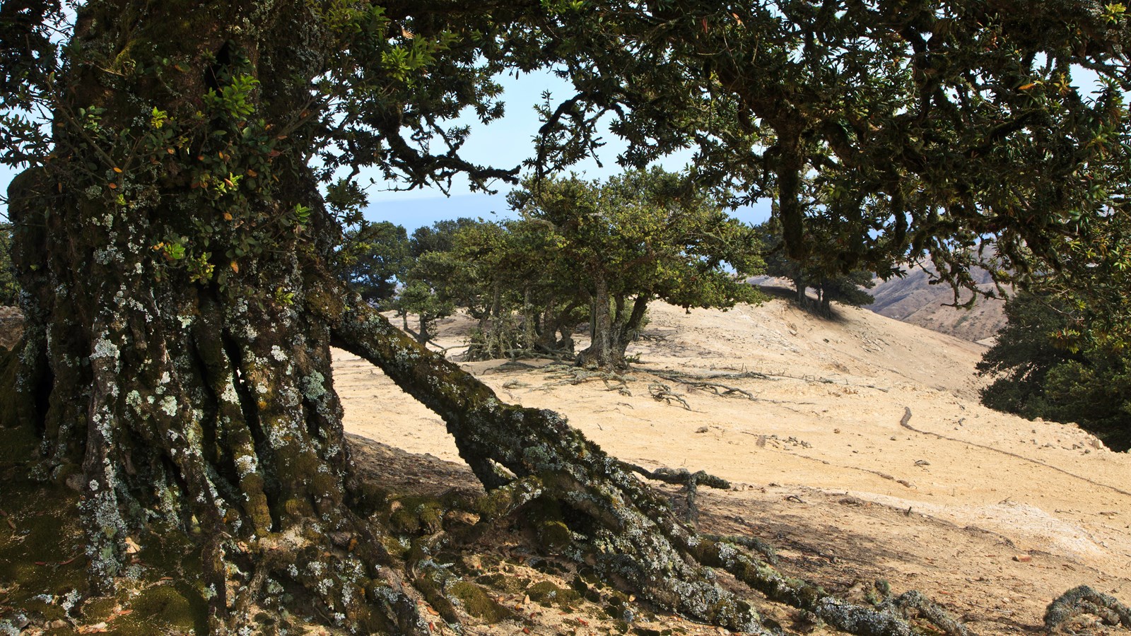 Large oak tree trunk covered in lichens. Dark green thick leaves.