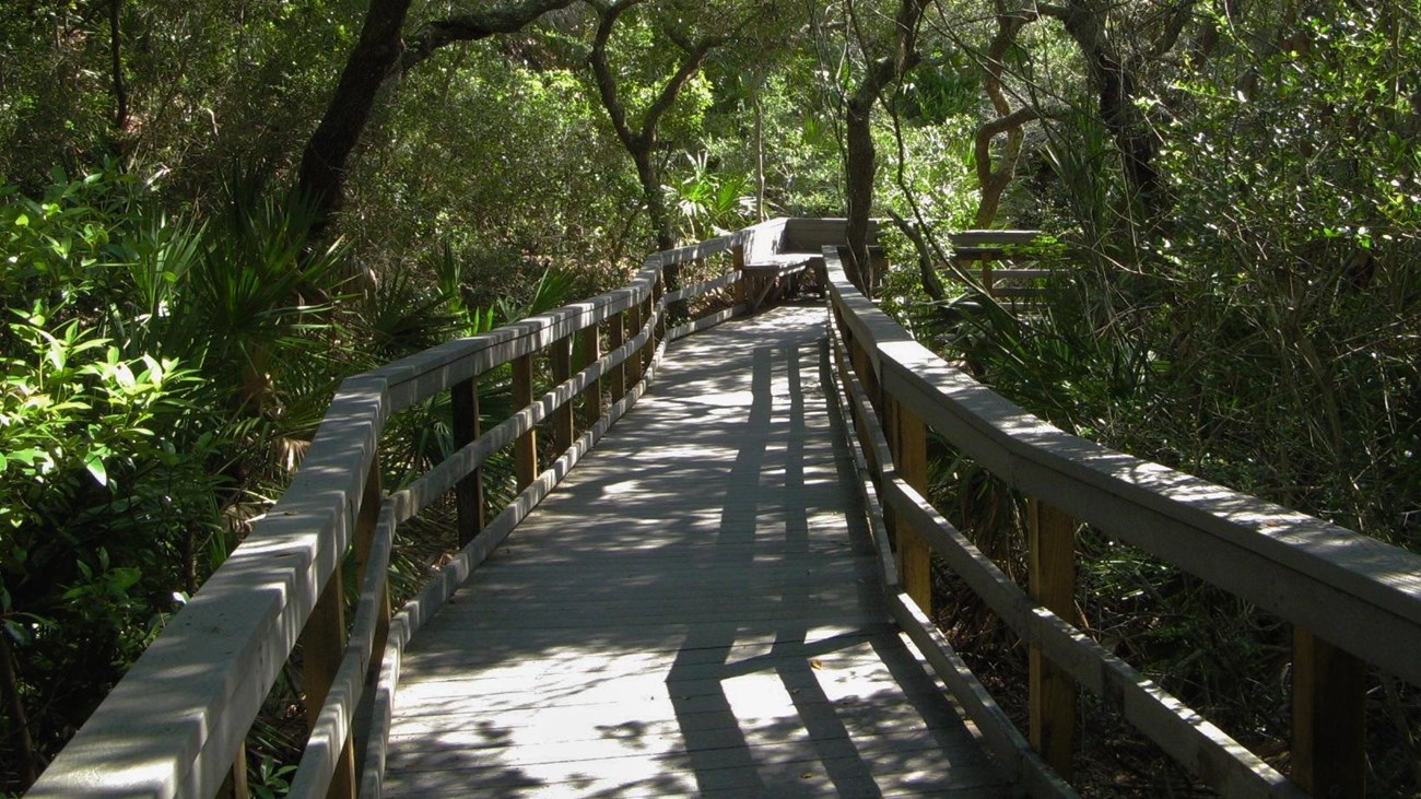trail through tropical vegetation