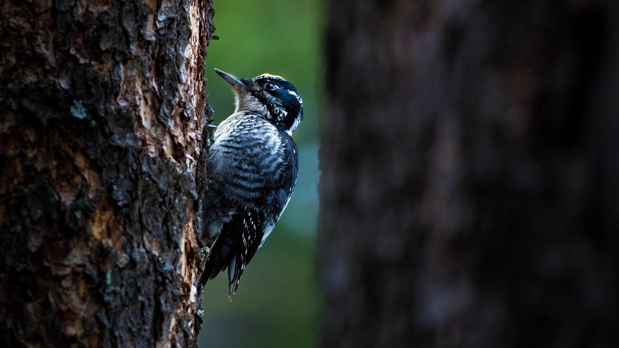 A bird with a white and black striped breast and black top feathers hangs onto a tree trunk.